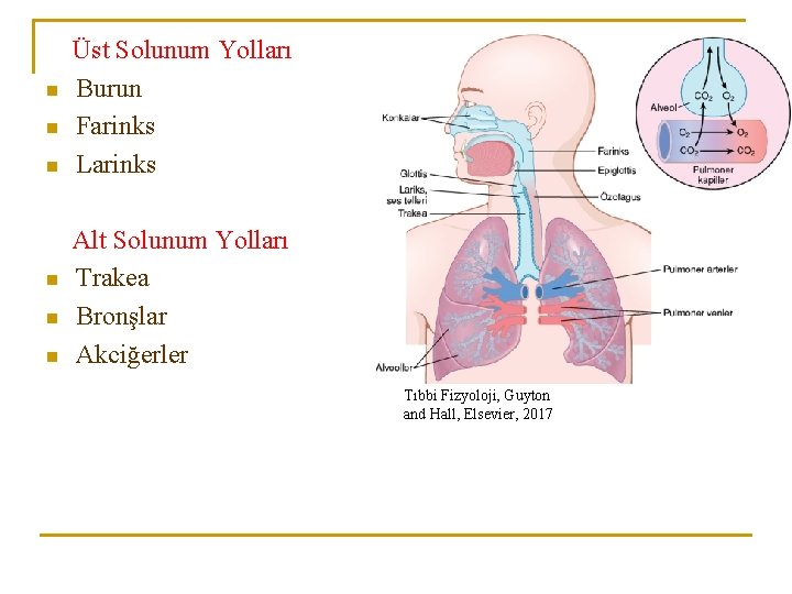 n n n Üst Solunum Yolları Burun Farinks Larinks Alt Solunum Yolları Trakea Bronşlar