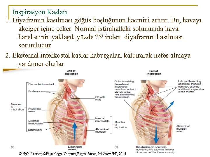 İnspirasyon Kasları 1. Diyaframın kasılması göğüs boşluğunun hacmini artırır. Bu, havayı akciğer içine çeker.