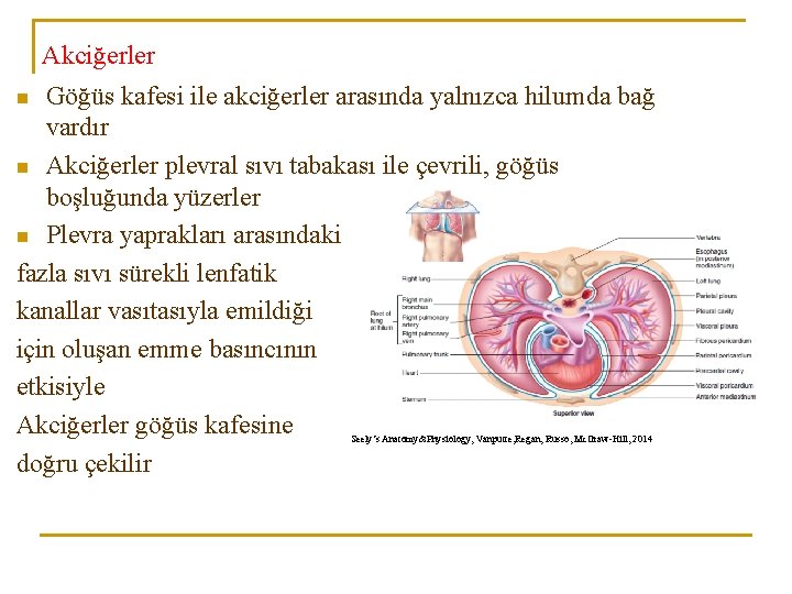 Akciğerler Göğüs kafesi ile akciğerler arasında yalnızca hilumda bağ vardır n Akciğerler plevral sıvı Akciğerler Göğüs kafesi ile akciğerler arasında yalnızca hilumda bağ vardır n Akciğerler plevral sıvı