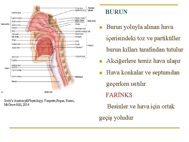 BURUN n Burun yoluyla alınan hava içerisindeki toz ve partiküller burun kılları tarafından tutulur