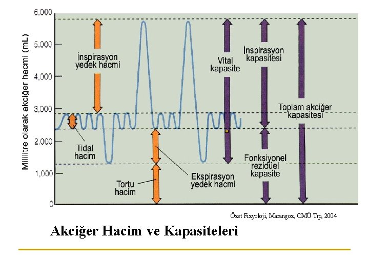 Özet Fizyoloji, Marangoz, OMÜ Tıp, 2004 Akciğer Hacim ve Kapasiteleri 