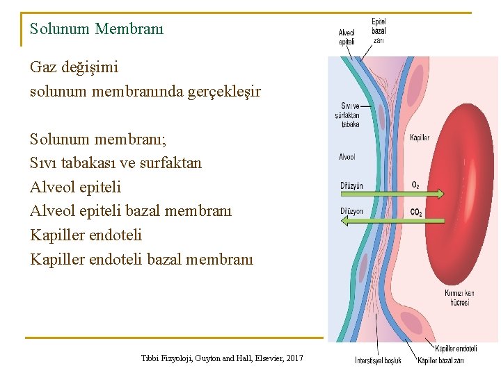 Solunum Membranı Gaz değişimi solunum membranında gerçekleşir Solunum membranı; Sıvı tabakası ve surfaktan Alveol