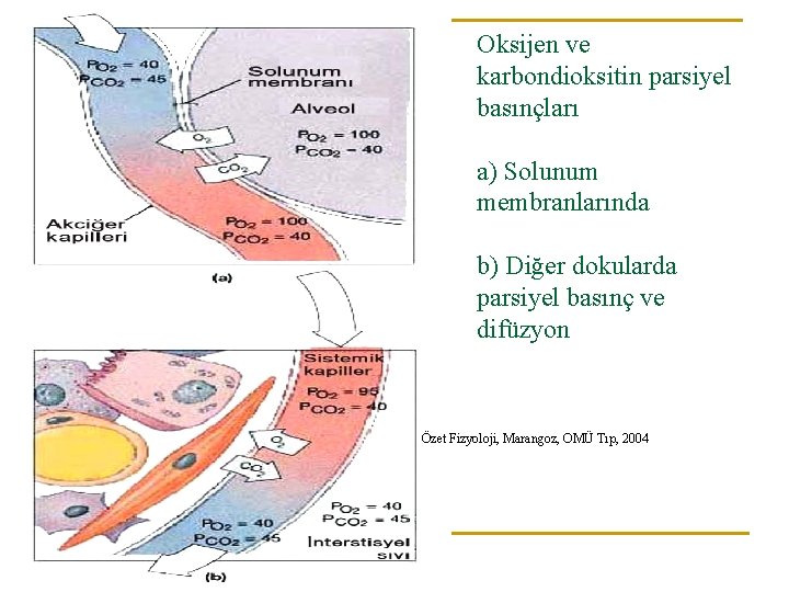 Oksijen ve karbondioksitin parsiyel basınçları a) Solunum membranlarında b) Diğer dokularda parsiyel basınç ve