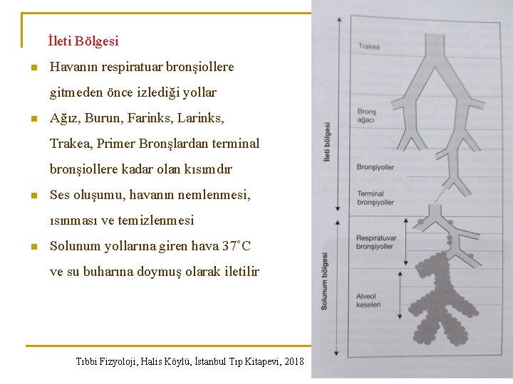 İleti Bölgesi n Havanın respiratuar bronşiollere gitmeden önce izlediği yollar n Ağız, Burun, Farinks, İleti Bölgesi n Havanın respiratuar bronşiollere gitmeden önce izlediği yollar n Ağız, Burun, Farinks,