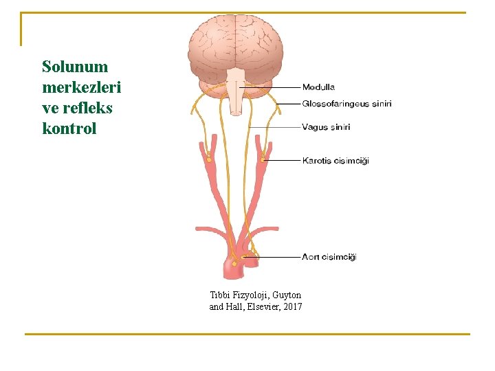 Solunum merkezleri ve refleks kontrol Tıbbi Fizyoloji, Guyton and Hall, Elsevier, 2017 Solunum merkezleri ve refleks kontrol Tıbbi Fizyoloji, Guyton and Hall, Elsevier, 2017