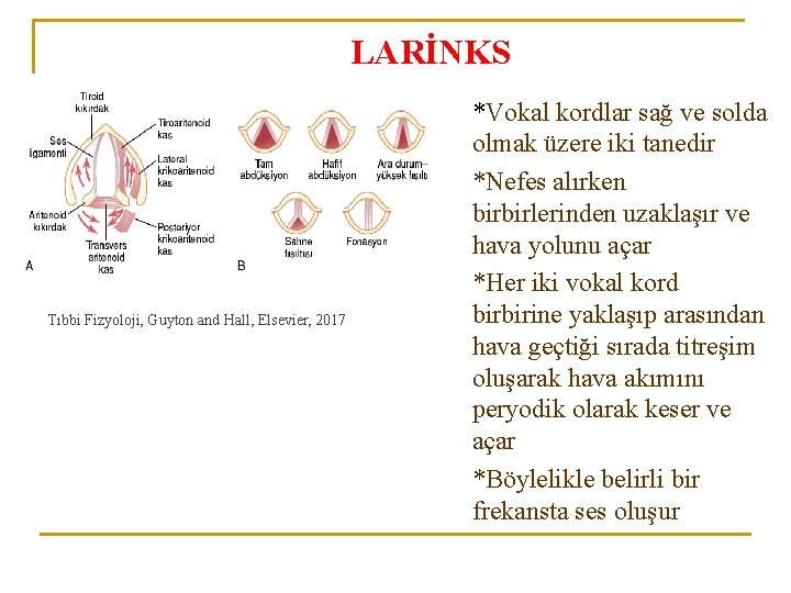 LARİNKS Tıbbi Fizyoloji, Guyton and Hall, Elsevier, 2017 *Vokal kordlar sağ ve solda olmak