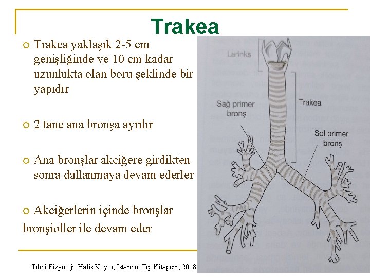 Trakea yaklaşık 2 -5 cm genişliğinde ve 10 cm kadar uzunlukta olan boru şeklinde