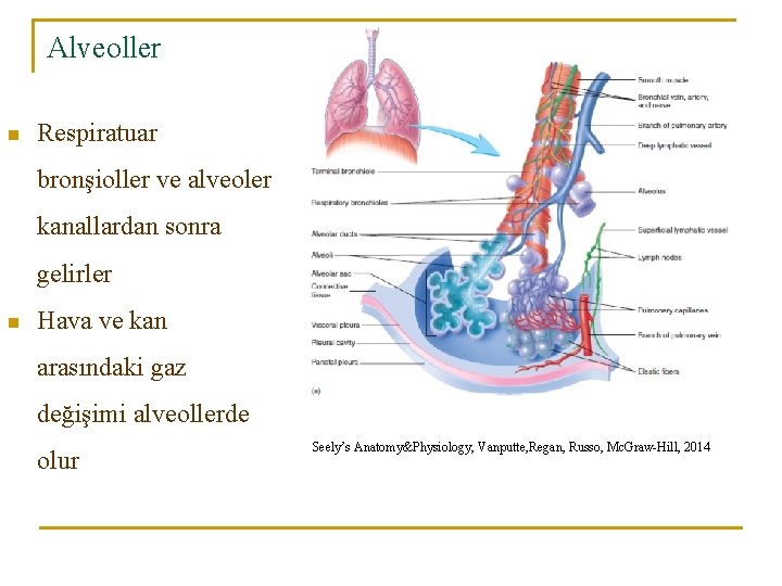 Alveoller n Respiratuar bronşioller ve alveoler kanallardan sonra gelirler n Hava ve kan arasındaki