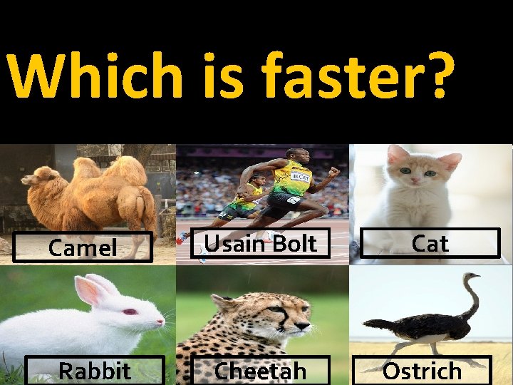 Which is faster? Camel Rabbit Usain Bolt Cheetah Cat Ostrich 