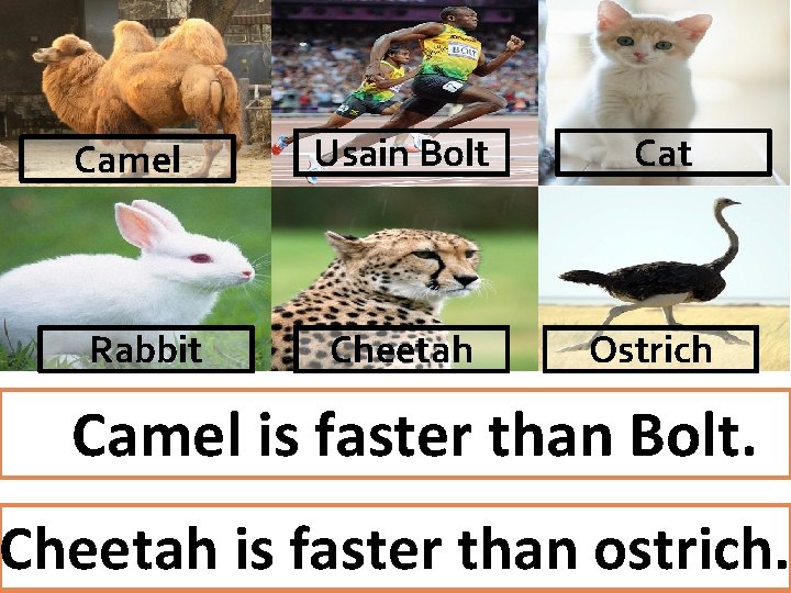 Camel Rabbit Usain Bolt Cheetah Cat Ostrich Camel is faster than Bolt. Cheetah is