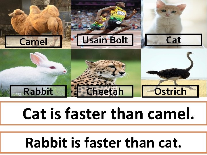 Camel Rabbit Usain Bolt Cheetah Cat Ostrich Cat is faster than camel. Rabbit is