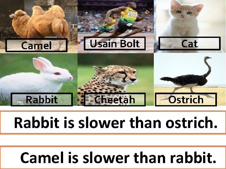 Camel Rabbit Usain Bolt Cheetah Cat Ostrich Rabbit is slower than ostrich. Camel is