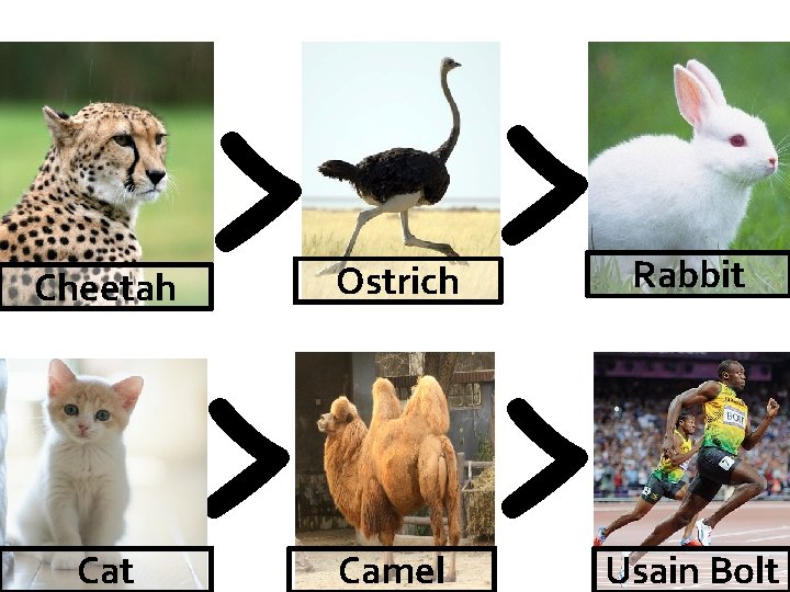 Cheetah Cat > > Ostrich Rabbit Camel Usain Bolt 