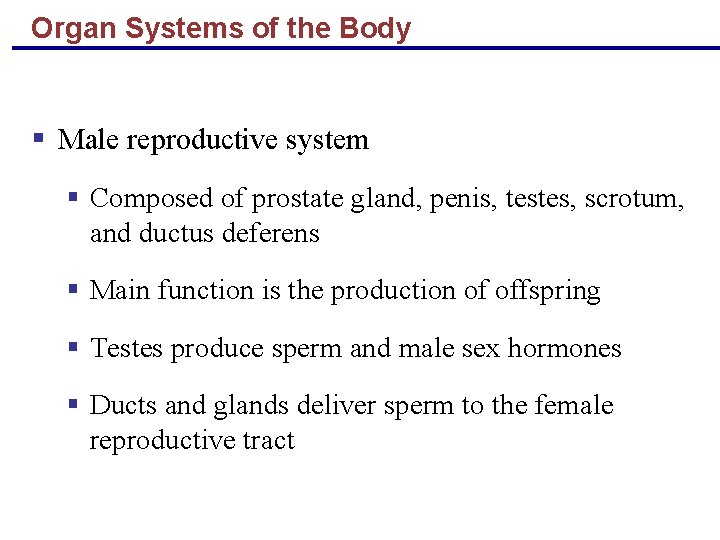 Organ Systems of the Body § Male reproductive system § Composed of prostate gland,