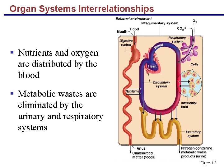 Organ Systems Interrelationships § Nutrients and oxygen are distributed by the blood § Metabolic