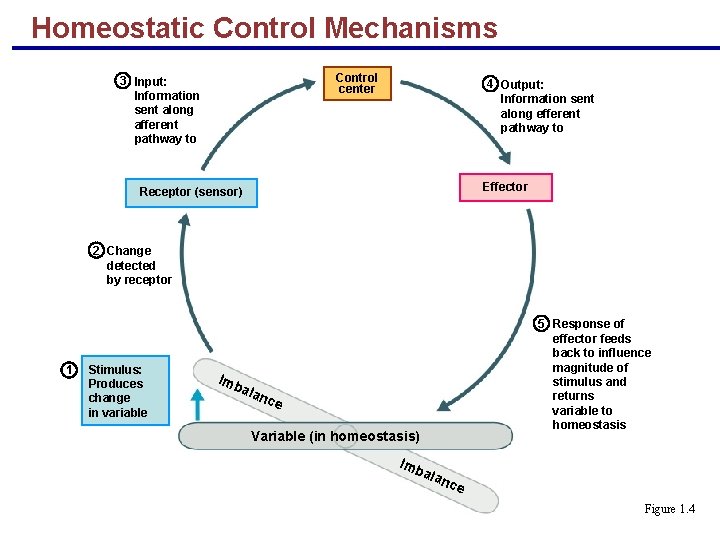 Homeostatic Control Mechanisms Control center 3 Input: Information sent along afferent pathway to 4