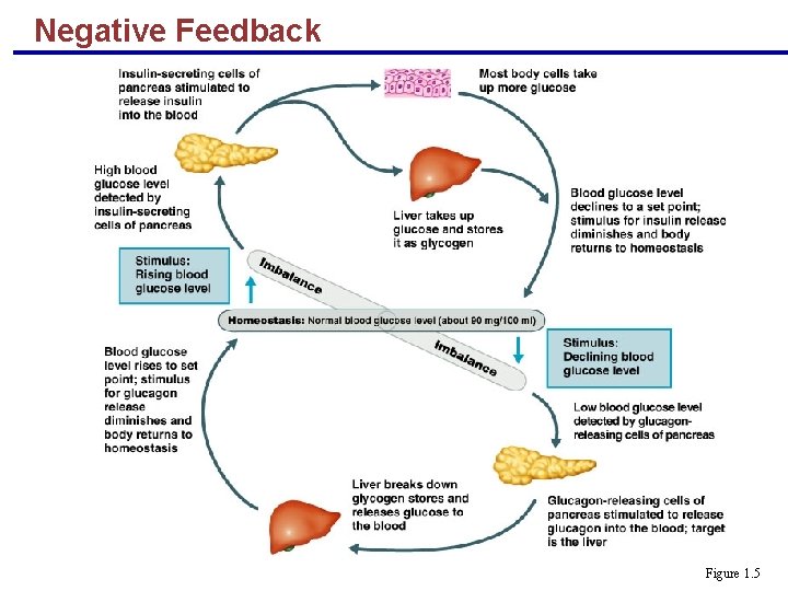 Negative Feedback Figure 1. 5 