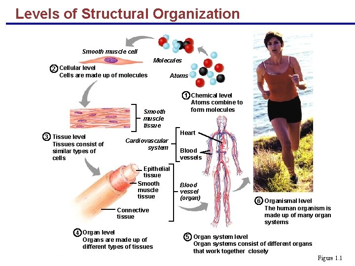 Levels of Structural Organization Smooth muscle cell Molecules 2 Cellular level Cells are made