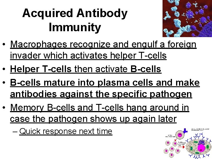 Acquired Antibody Immunity • Macrophages recognize and engulf a foreign invader which activates helper