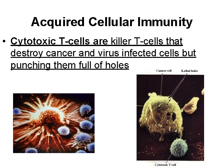 Acquired Cellular Immunity • Cytotoxic T-cells are killer T-cells that destroy cancer and virus