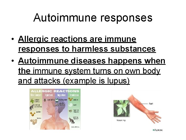 Autoimmune responses • Allergic reactions are immune responses to harmless substances • Autoimmune diseases