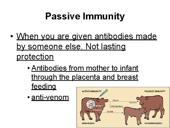 Passive Immunity • When you are given antibodies made by someone else. Not lasting