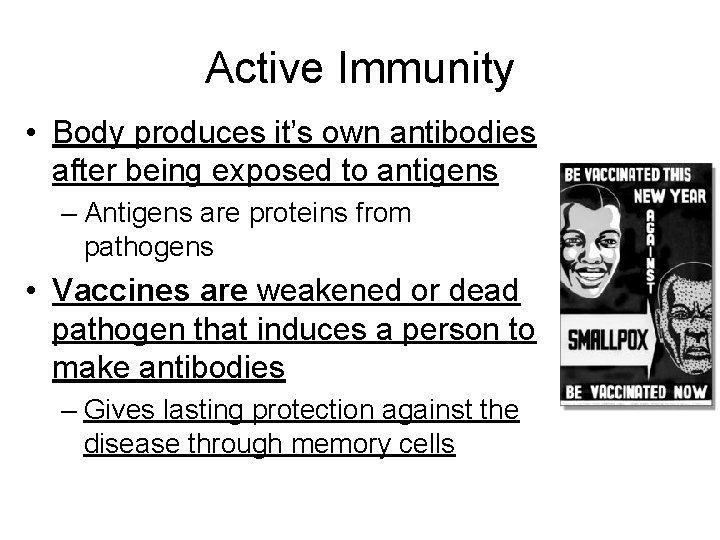 Active Immunity • Body produces it’s own antibodies after being exposed to antigens –