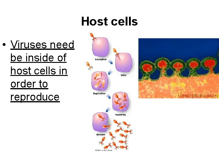 Host cells • Viruses need be inside of host cells in order to reproduce