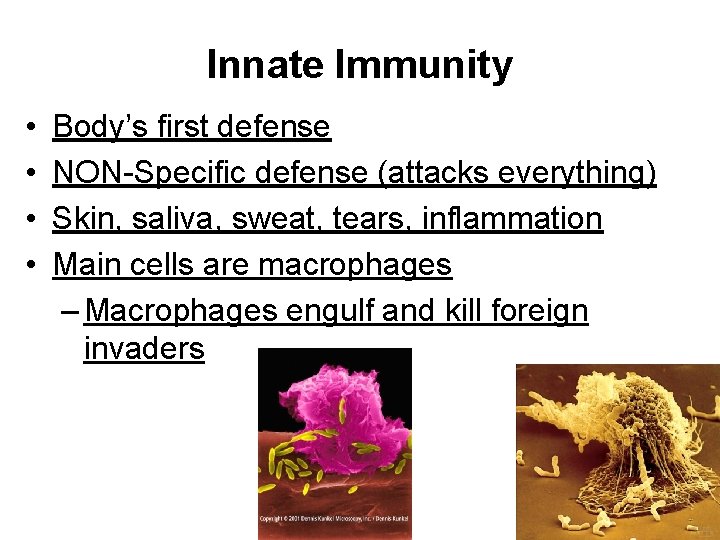 Innate Immunity • • Body’s first defense NON-Specific defense (attacks everything) Skin, saliva, sweat,