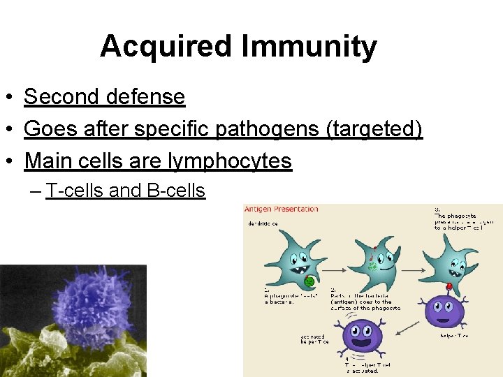 Acquired Immunity • Second defense • Goes after specific pathogens (targeted) • Main cells