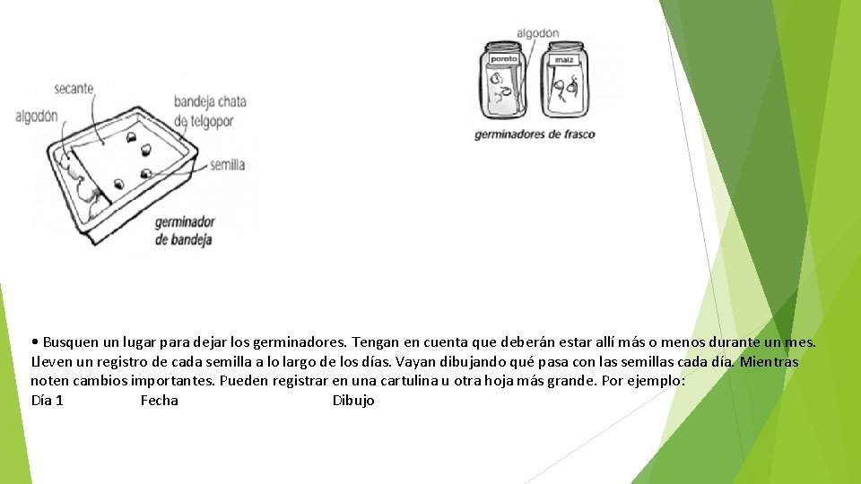  • Busquen un lugar para dejar los germinadores. Tengan en cuenta que deberán