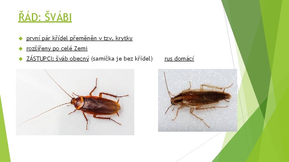 ŘÁD: ŠVÁBI první pár křídel přeměněn v tzv. krytky rozšířeny po celé Zemi ZÁSTUPCI: