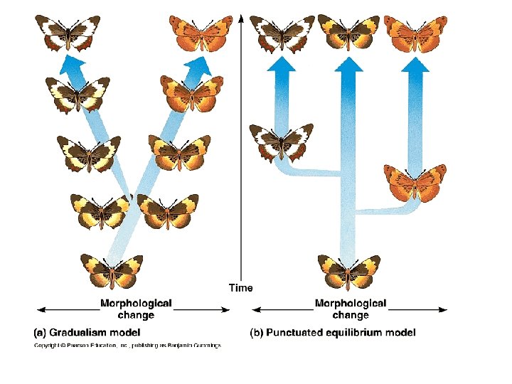 EVOLUTION A Evolution is a STRONGLY supported theory
