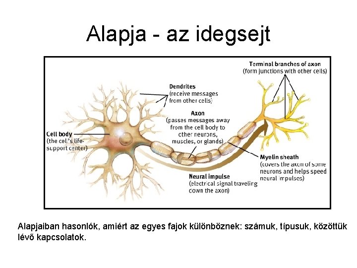 Alapja - az idegsejt Alapjaiban hasonlók, amiért az egyes fajok különböznek: számuk, típusuk, közöttük