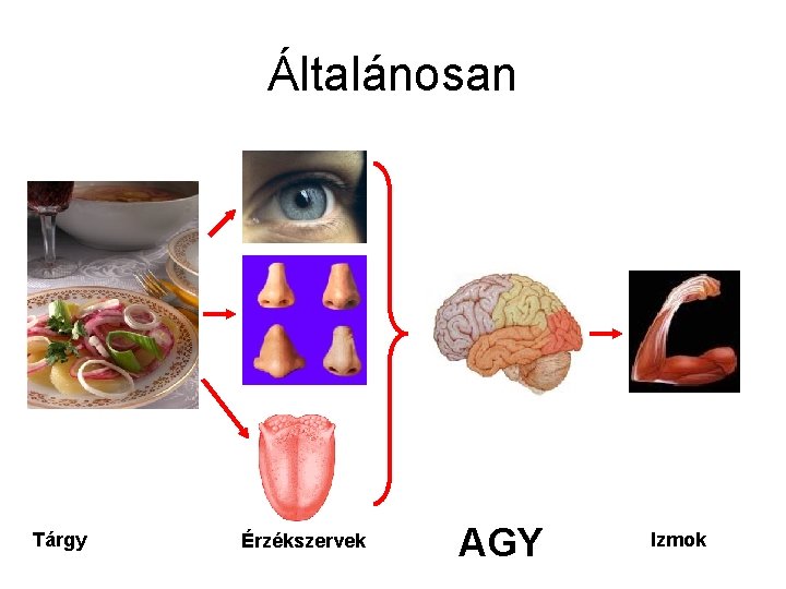 Általánosan Tárgy Érzékszervek AGY Izmok 