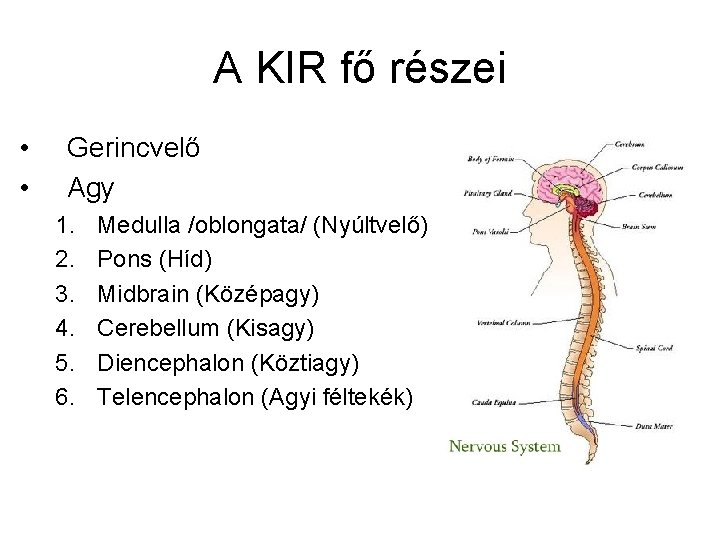 A KIR fő részei • • Gerincvelő Agy 1. 2. 3. 4. 5. 6.