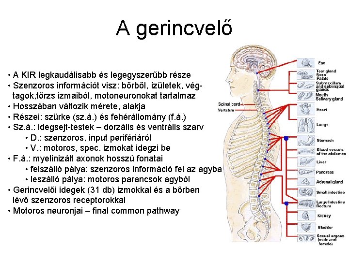 A gerincvelő • A KIR legkaudálisabb és legegyszerűbb része • Szenzoros információt visz: bőrből,