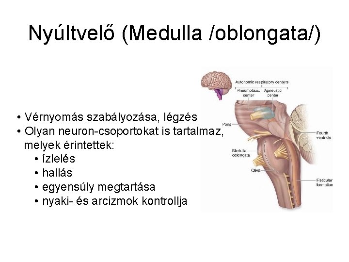 Nyúltvelő (Medulla /oblongata/) • Vérnyomás szabályozása, légzés • Olyan neuron-csoportokat is tartalmaz, melyek érintettek: