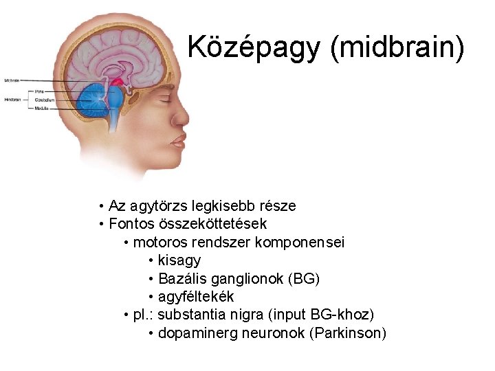 Középagy (midbrain) • Az agytörzs legkisebb része • Fontos összeköttetések • motoros rendszer komponensei
