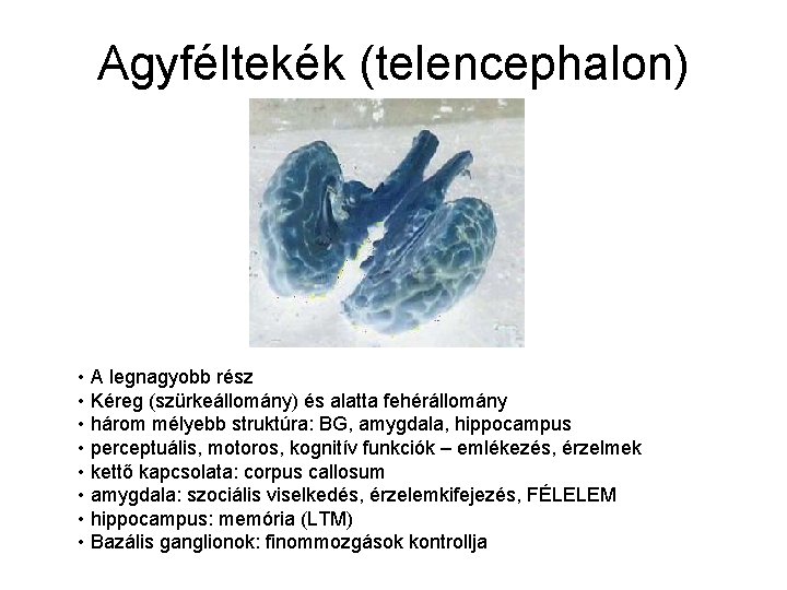 Agyféltekék (telencephalon) • A legnagyobb rész • Kéreg (szürkeállomány) és alatta fehérállomány • három