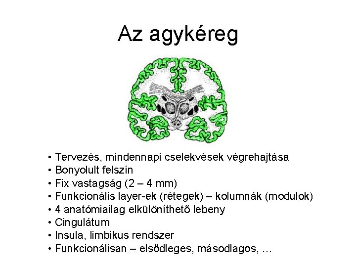 Az agykéreg • Tervezés, mindennapi cselekvések végrehajtása • Bonyolult felszín • Fix vastagság (2
