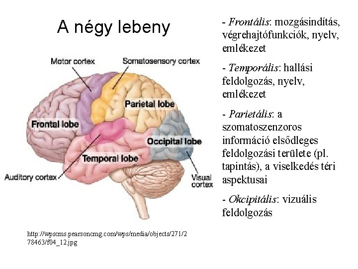 A négy lebeny - Frontális: mozgásindítás, végrehajtófunkciók, nyelv, emlékezet - Temporális: hallási feldolgozás, nyelv,