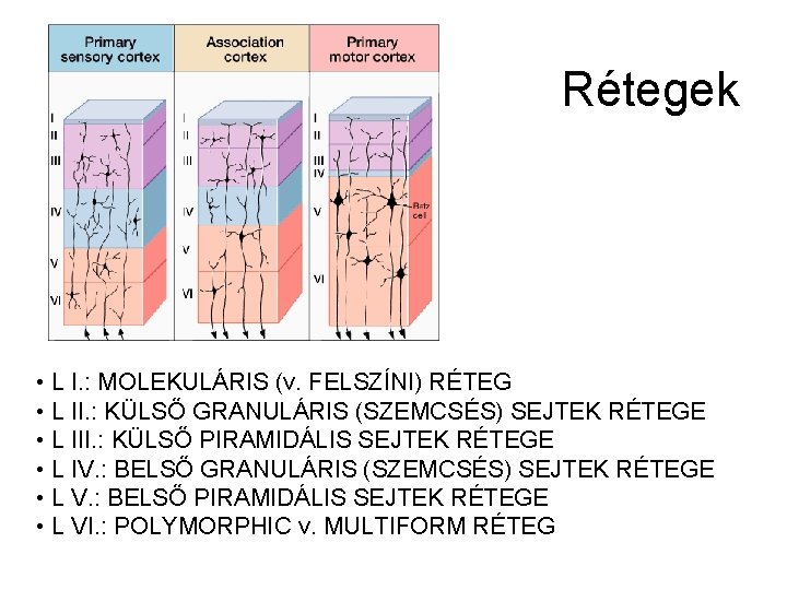 Rétegek • L I. : MOLEKULÁRIS (v. FELSZÍNI) RÉTEG • L II. : KÜLSŐ