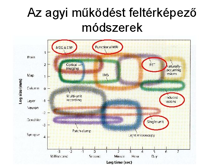 Az agyi működést feltérképező módszerek 