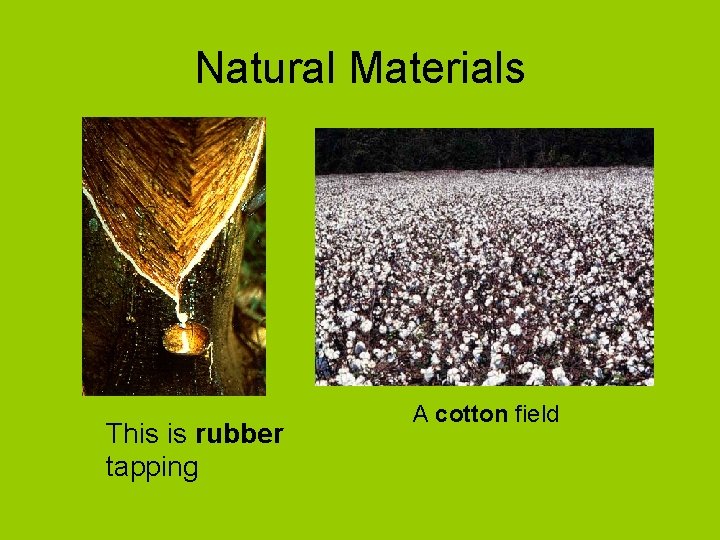 Natural Materials This is rubber tapping A cotton field Natural Materials This is rubber tapping A cotton field