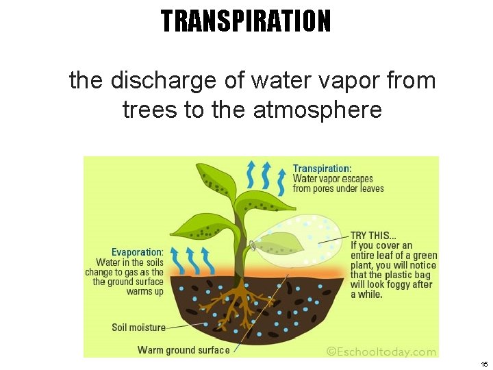 TRANSPIRATION the discharge of water vapor from trees to the atmosphere 15 