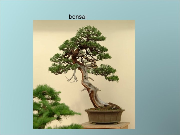 bonsai 