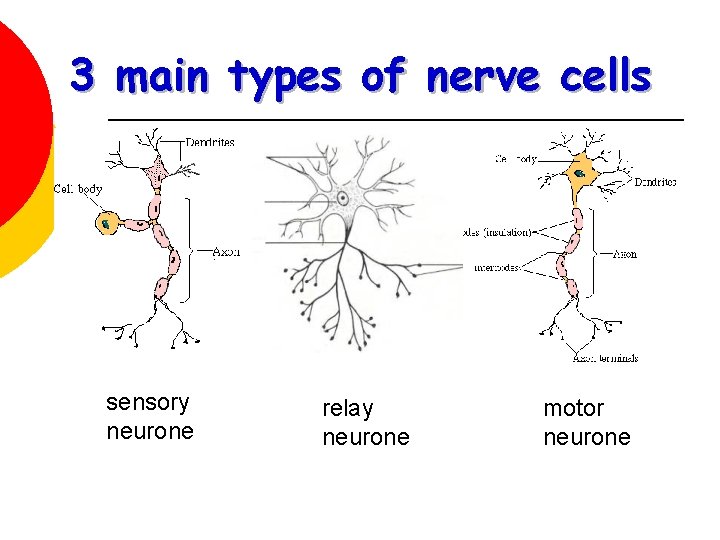 3 main types of nerve cells sensory neurone relay neurone motor neurone 