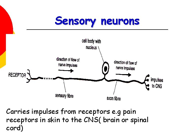 Sensory neurons Carries impulses from receptors e. g pain receptors in skin to the