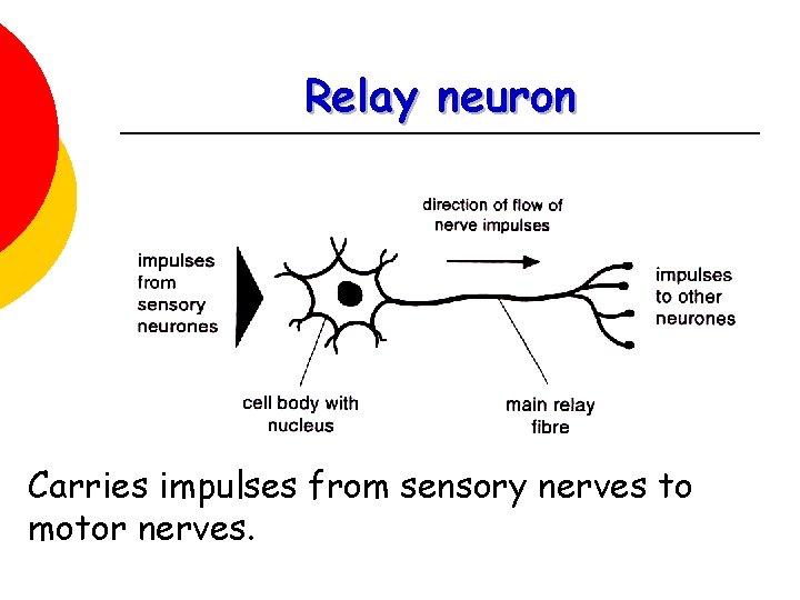 Relay neuron Carries impulses from sensory nerves to motor nerves. 